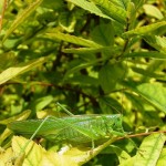 GruselgrÃ¼ner GrashÃ¼pfer