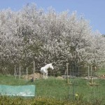 Apollo vor unbekanntem, weiÃŸem Baum